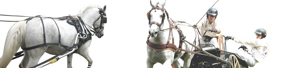  Carriage - horse riding wholesaler